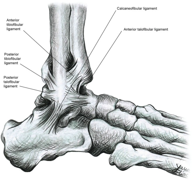 All About Ankle Spains And Soccer - soccersync.com